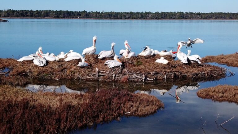 Parku Kombëtar i Divjakës, një atraksion turistik i vizitueshëm në çdo stinë. Pelikanë, flamingo, rosta të egra …