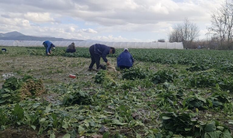 Shpopullimi/ Gratë e zonës Cakran punojnë në zonën e Frakullës me 250 deri 300 lekë ora.