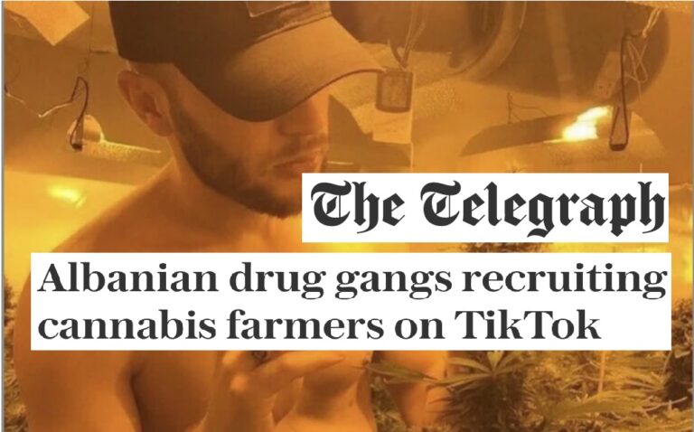 “The Telegraph”: Bandat shqiptare po rekrutojnë fermerë kanabisi në TikTok